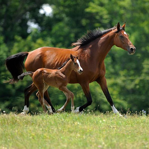 OPU/ICSI procedure for your mare OPU/ICSI procedure for your mare